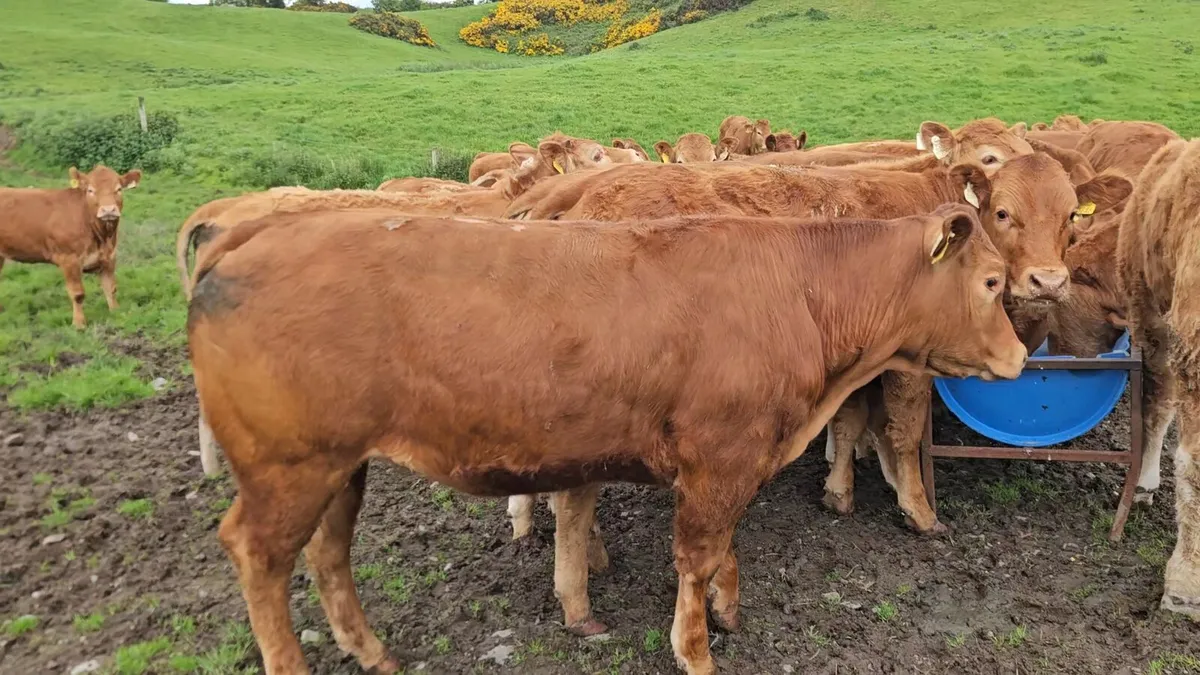 30 Super U+ Grade Limousin Heifers. - Image 4