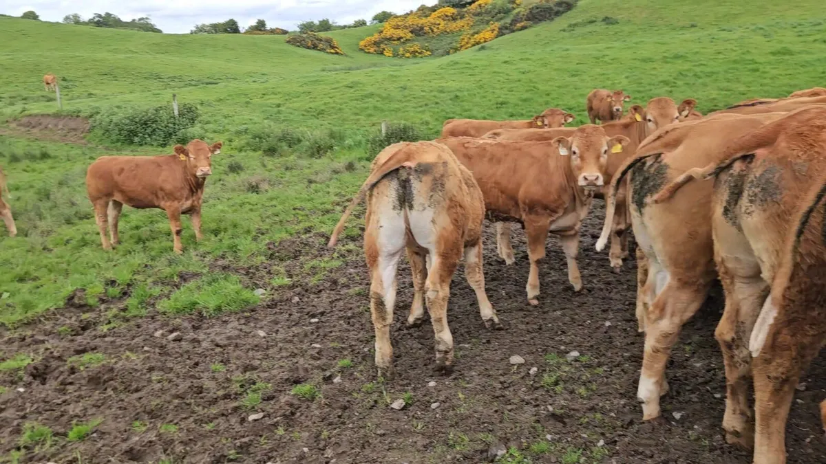 30 Super U+ Grade Limousin Heifers. - Image 2