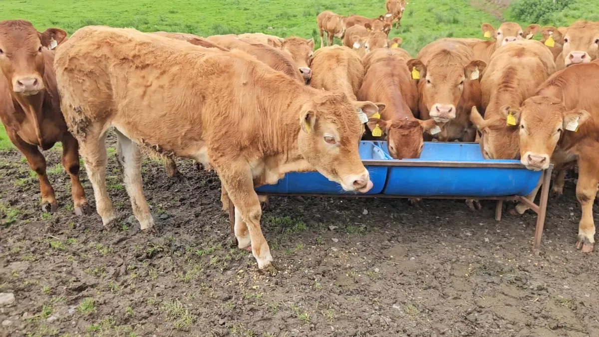 30 Super U+ Grade Limousin Heifers. - Image 3