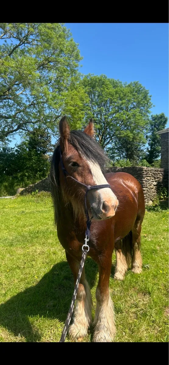 Stylish 2yr Old Cob Gelding - Image 1