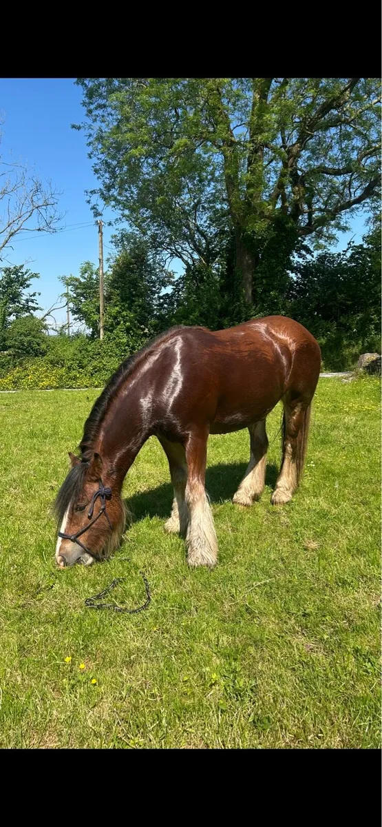 Stylish 2yr Old Cob Gelding - Image 2
