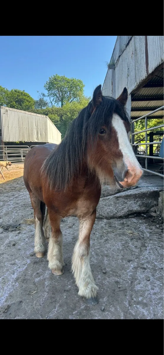 Stylish 2yr Old Cob Gelding - Image 3