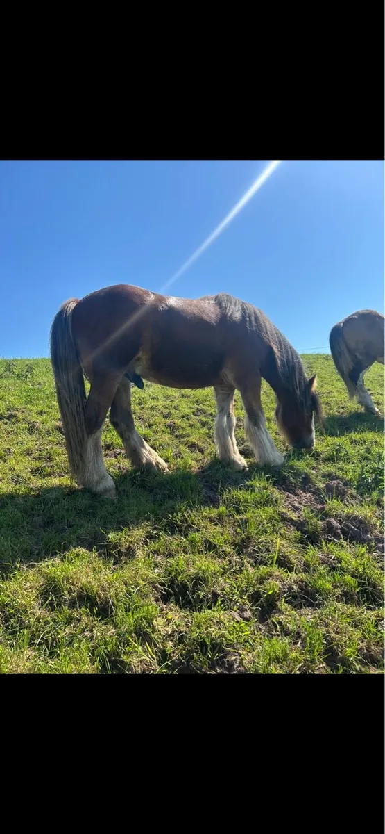 Stylish 2yr Old Cob Gelding - Image 4