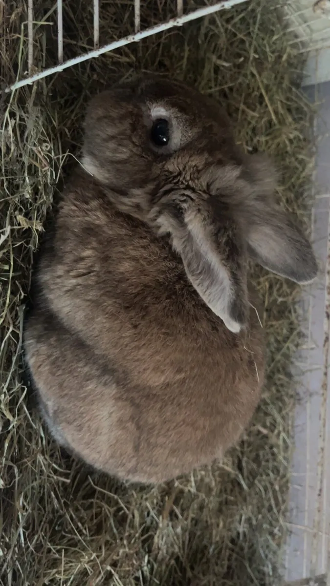 Rabbits - Image 1