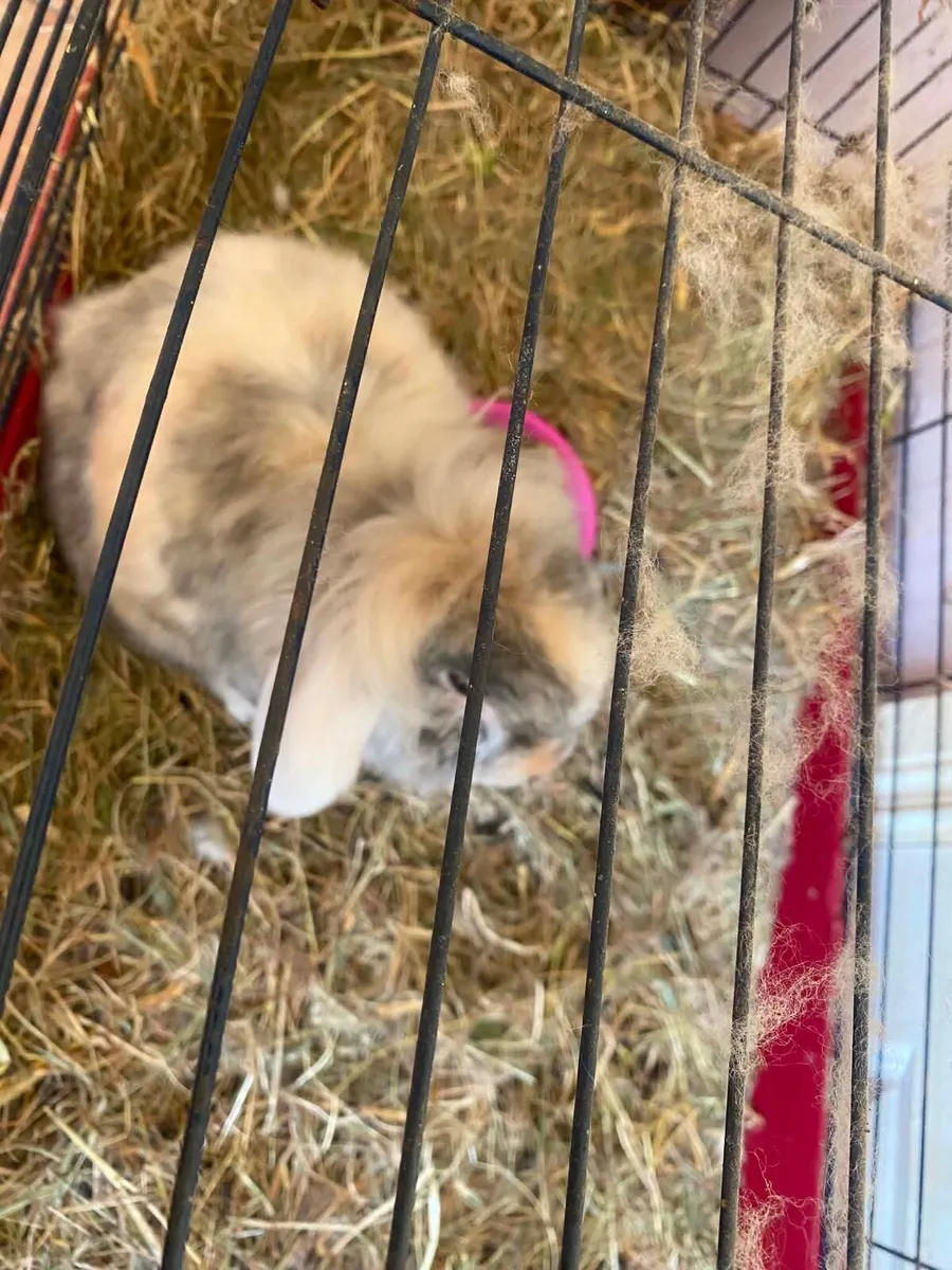 Rabbits - Image 2