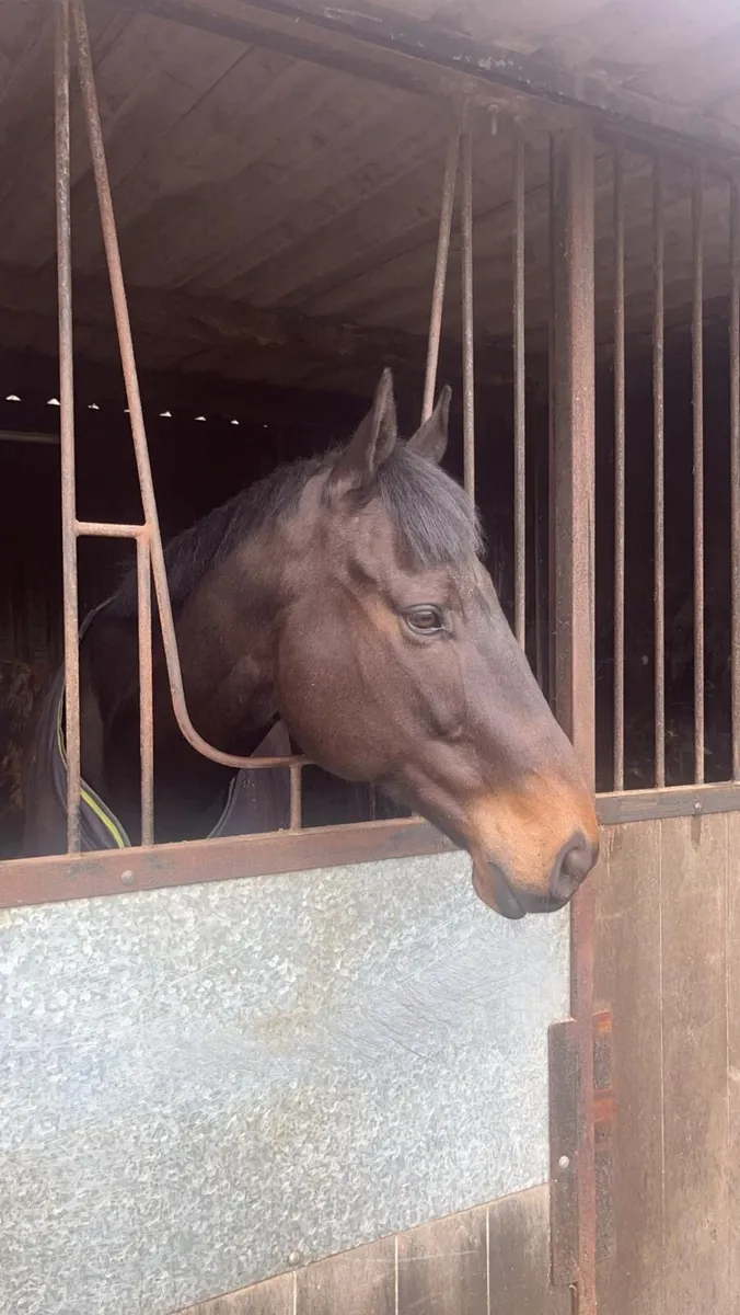 Horse - Image 3