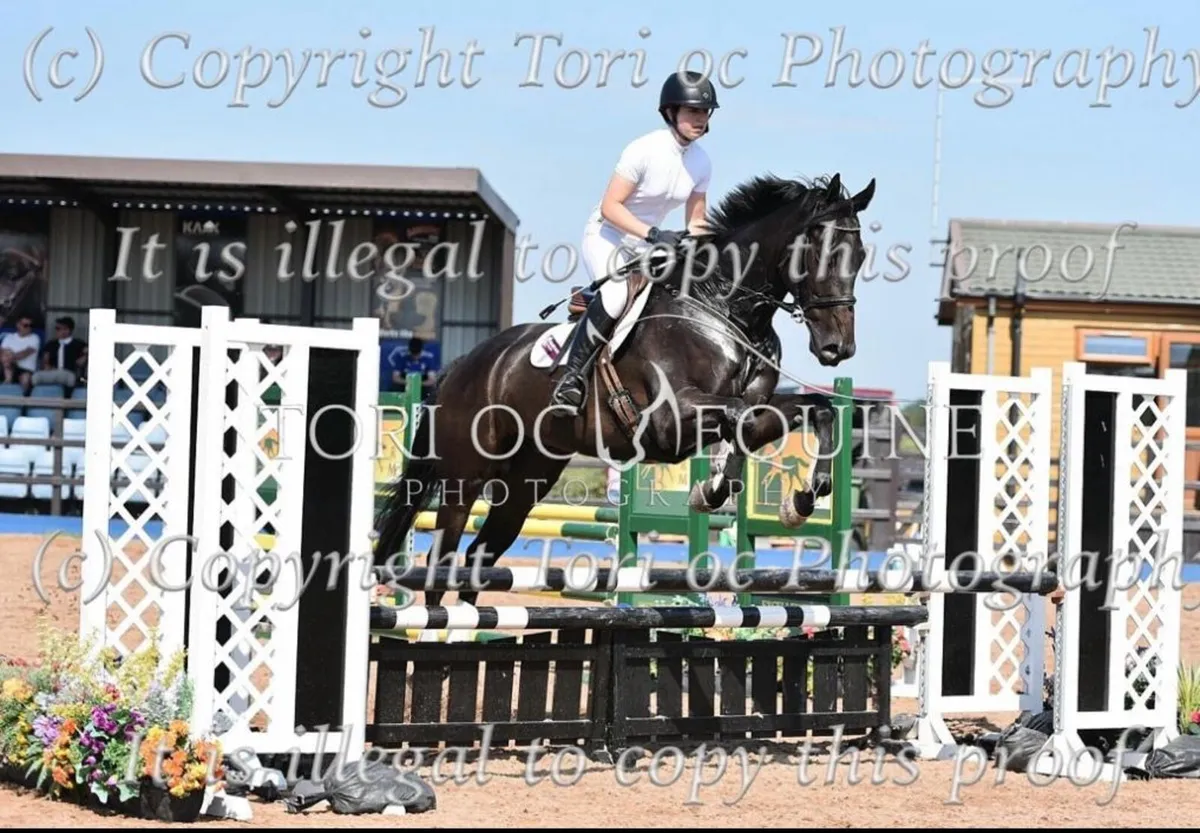 Horse - Image 4