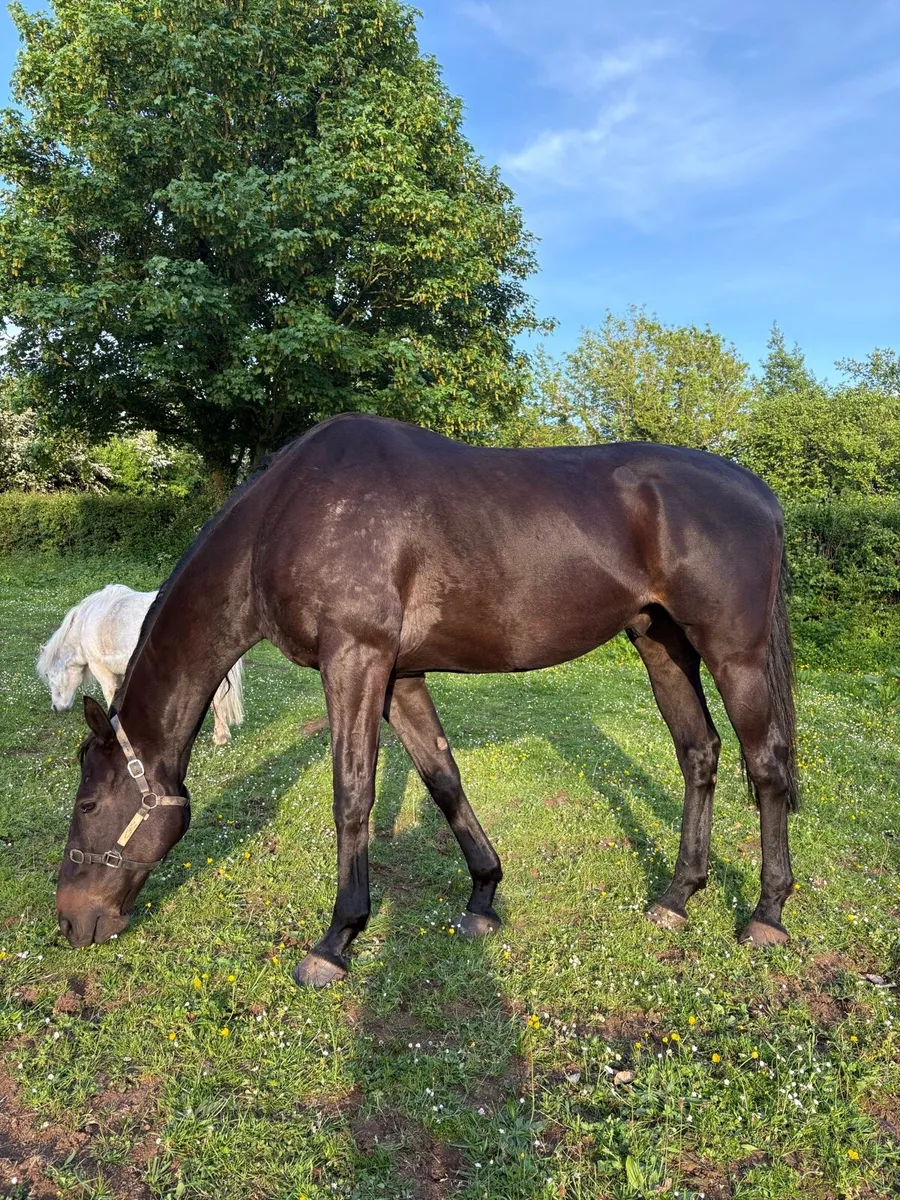 Horse - Image 1