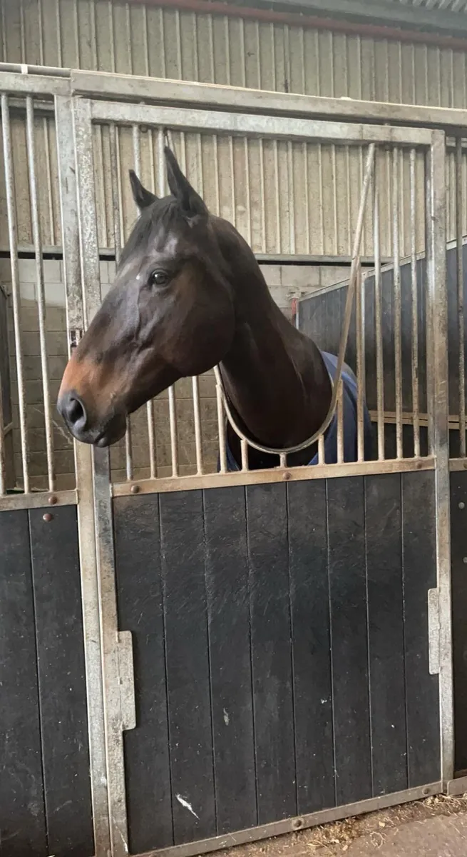 Horse - Image 2