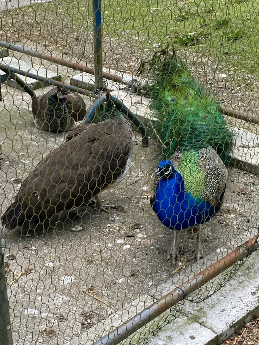 Pea fowl Eggs - Image 2