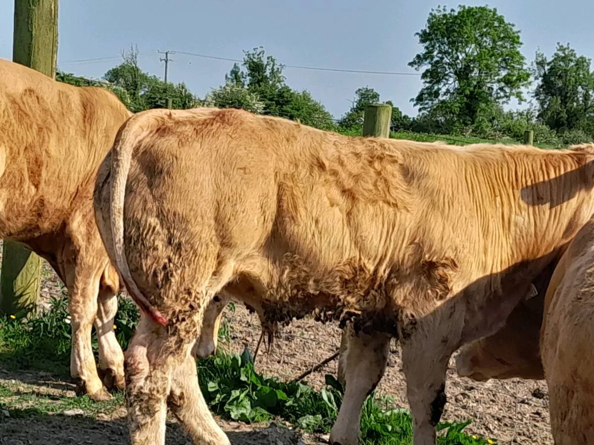 12 Smashing Golden Charlaois Bullocks - Image 2