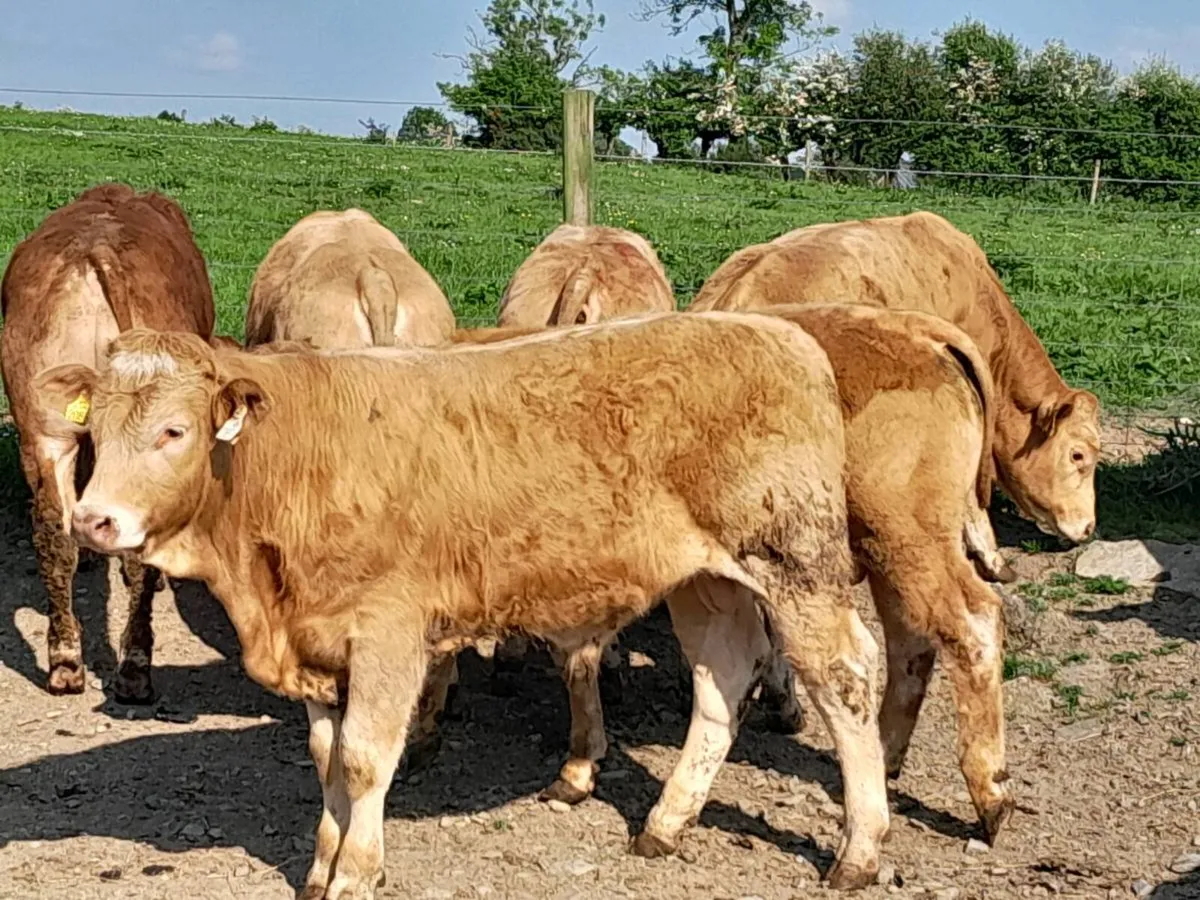 12 Smashing Golden Charlaois Bullocks - Image 3