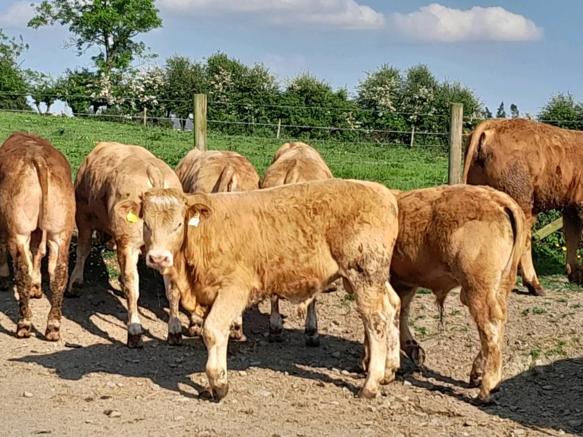 12 Smashing Golden Charlaois Bullocks - Image 4