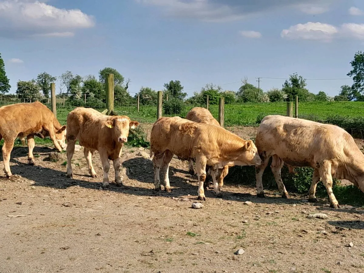 12 Smashing Golden Charlaois Bullocks - Image 1