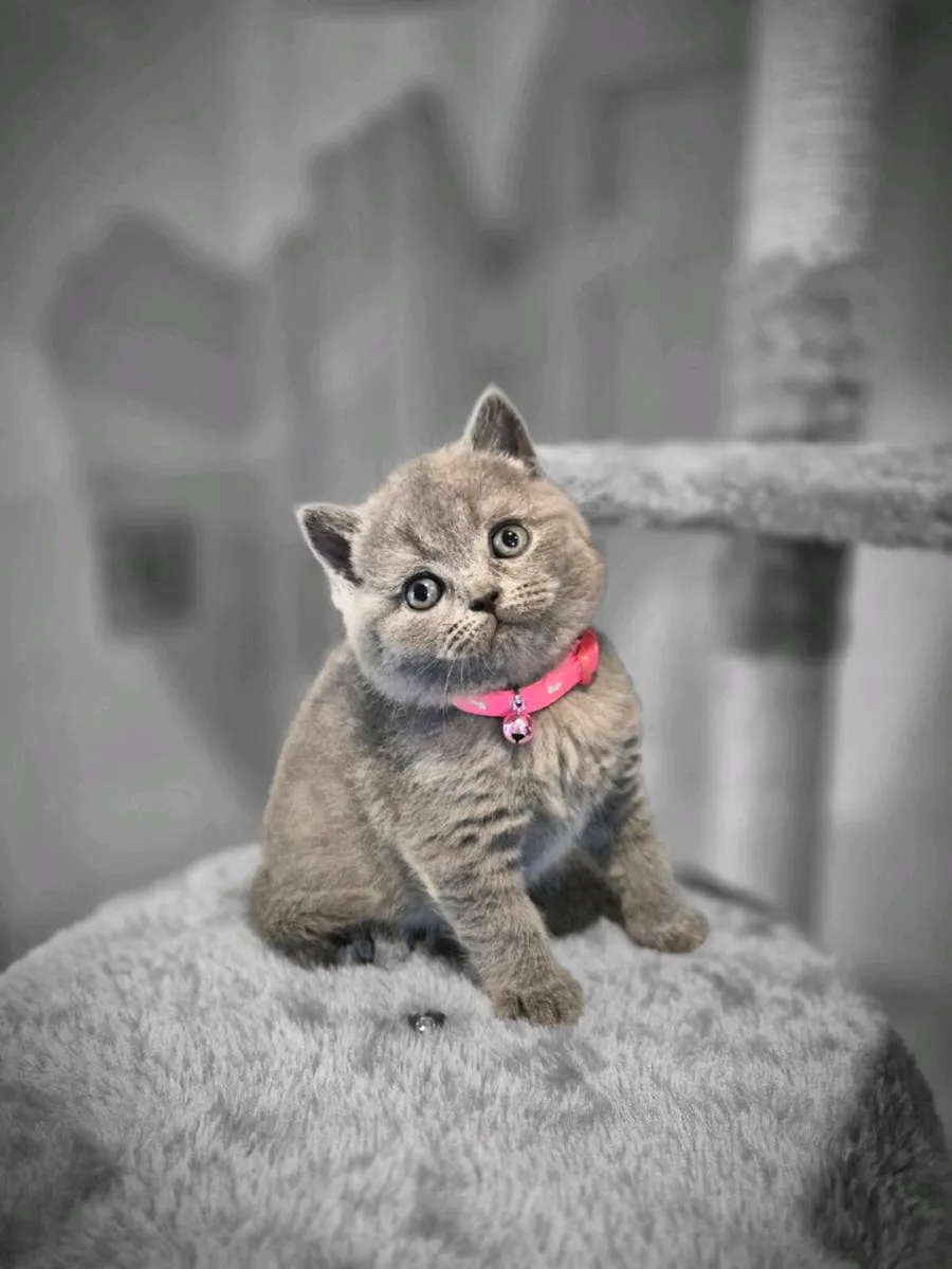 British Shorthair Blue Kittens - Image 1