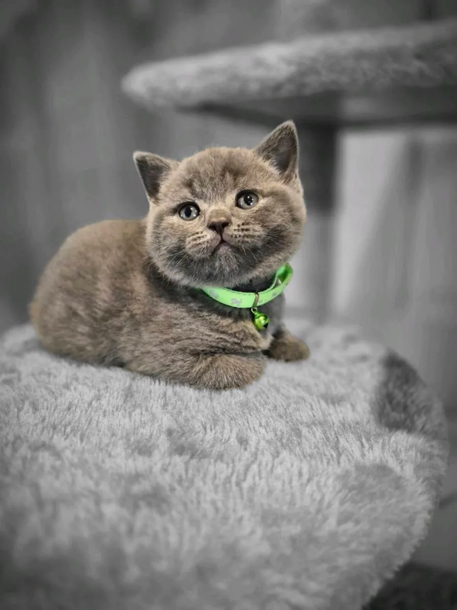 British Shorthair Blue Kittens - Image 2