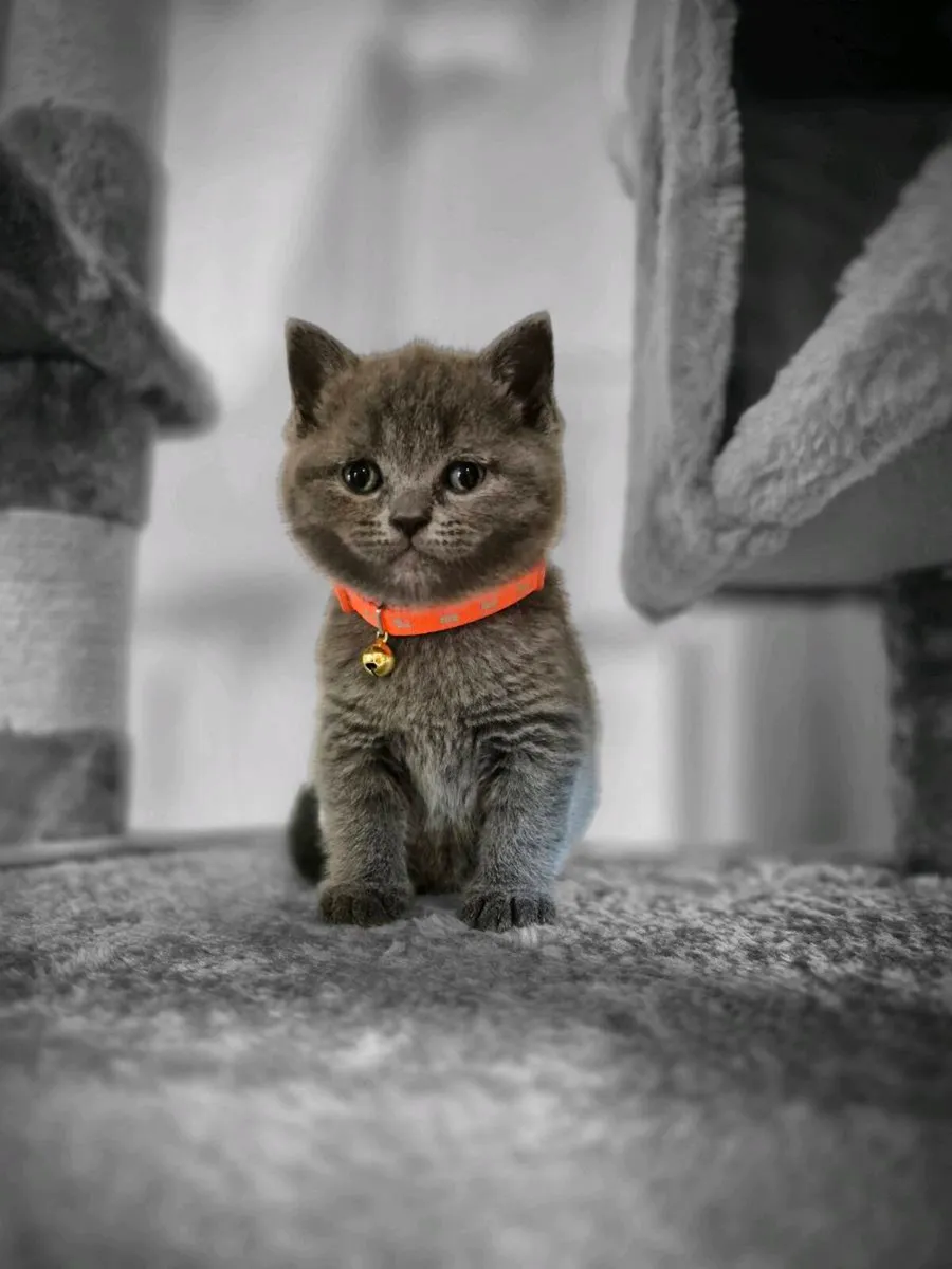 British Shorthair Blue Kittens - Image 3