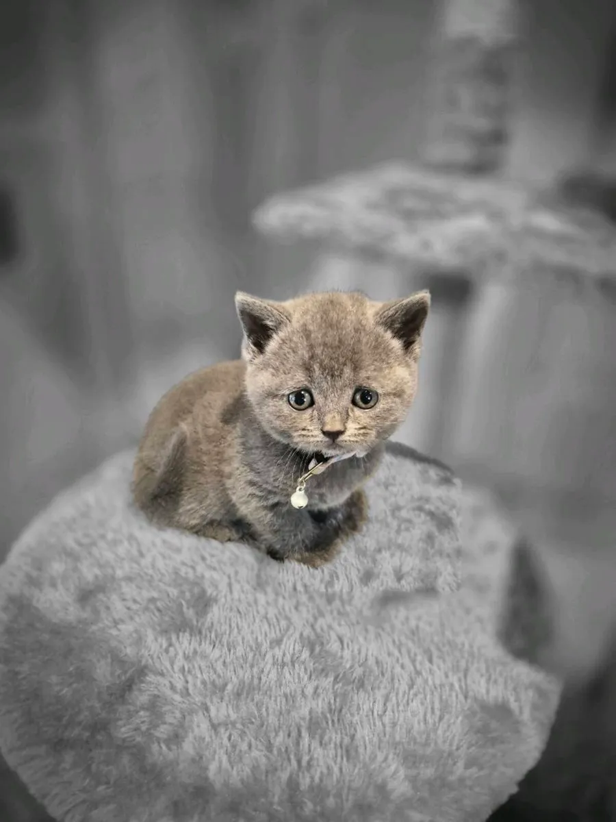 British Shorthair Blue Kittens - Image 4