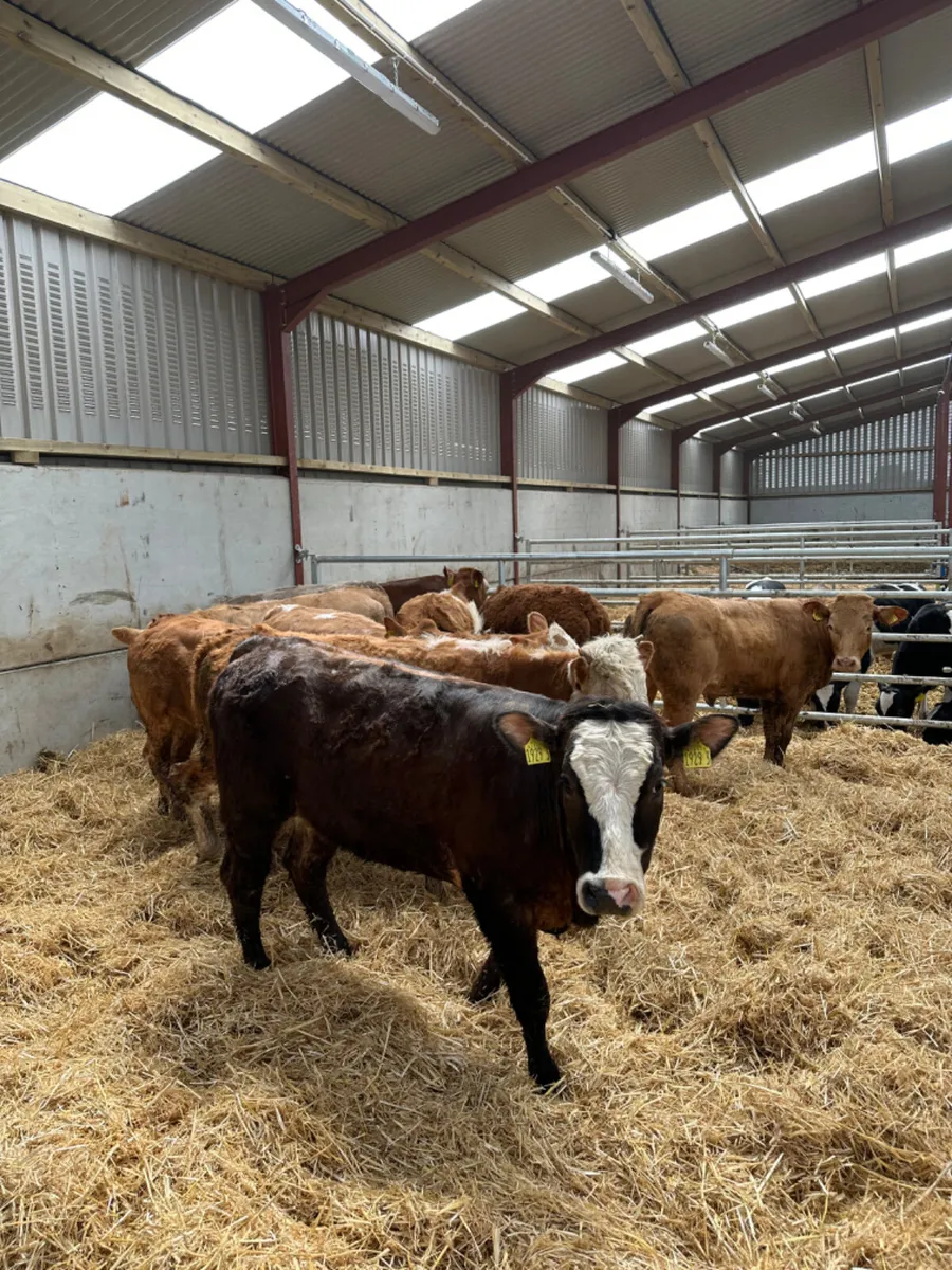 Charolais and lim heifers - Image 4