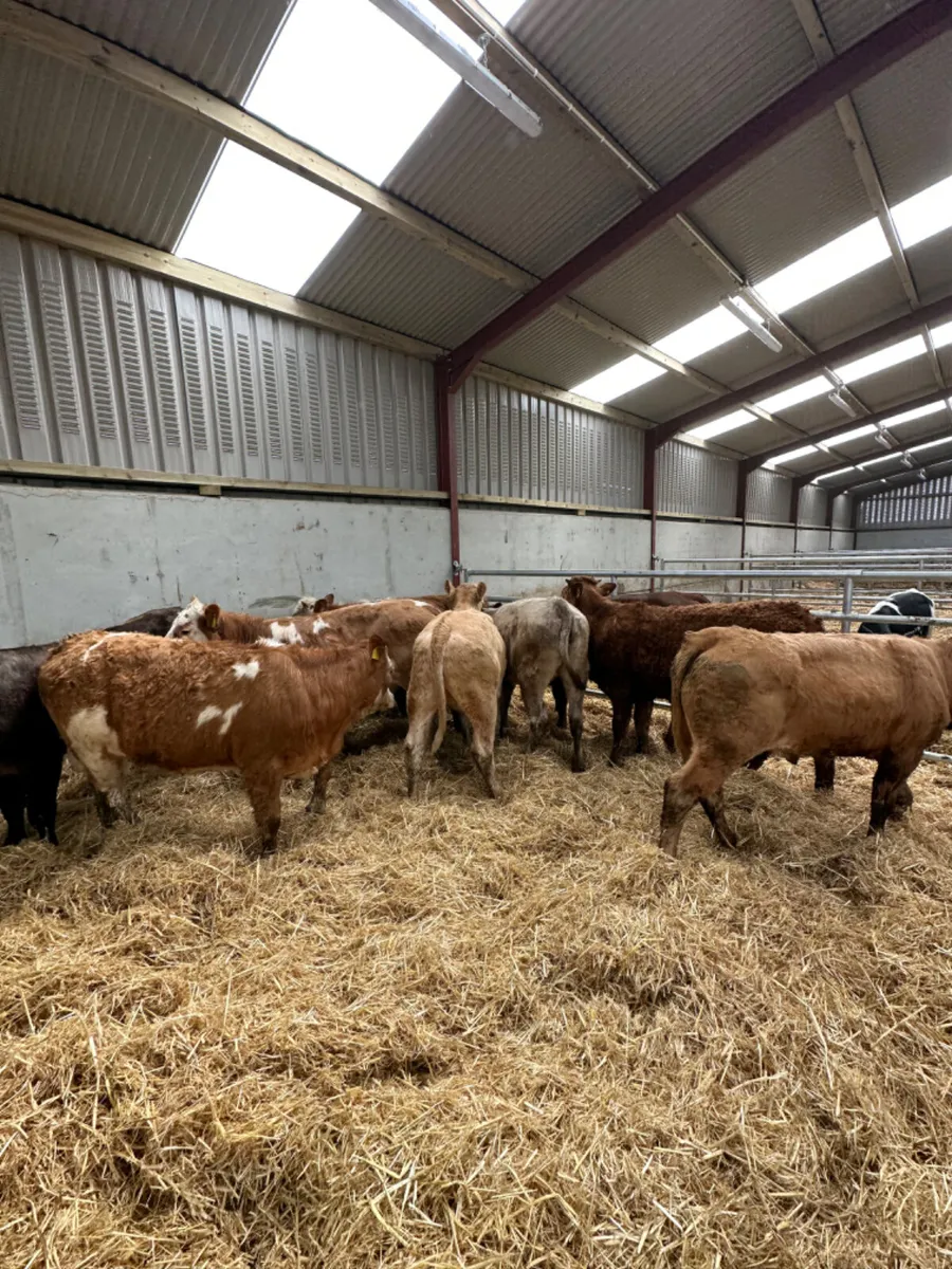 Charolais and lim heifers - Image 2