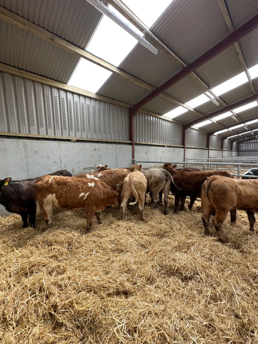 Charolais and lim heifers - Image 3