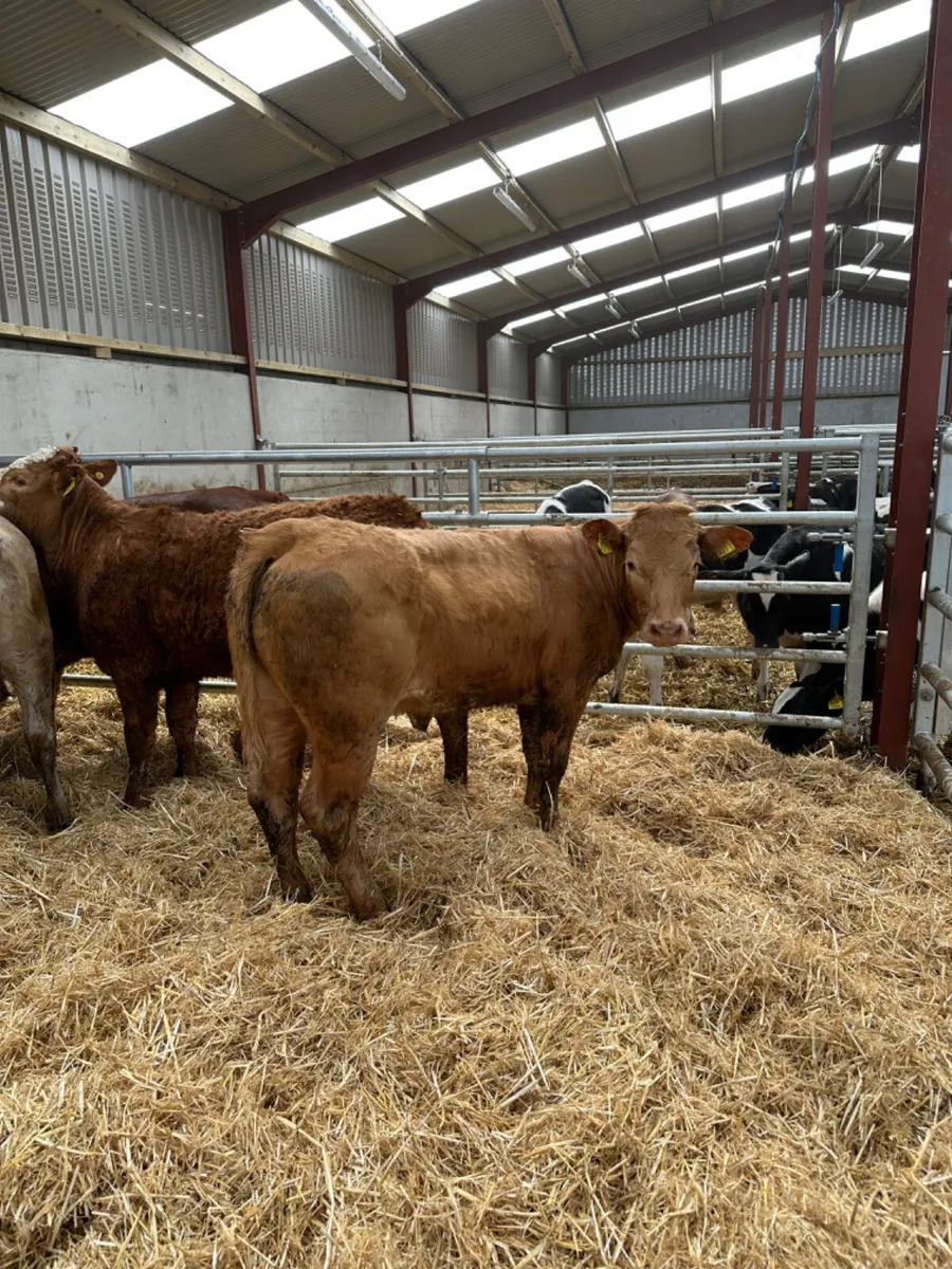 Charolais and lim heifers - Image 1