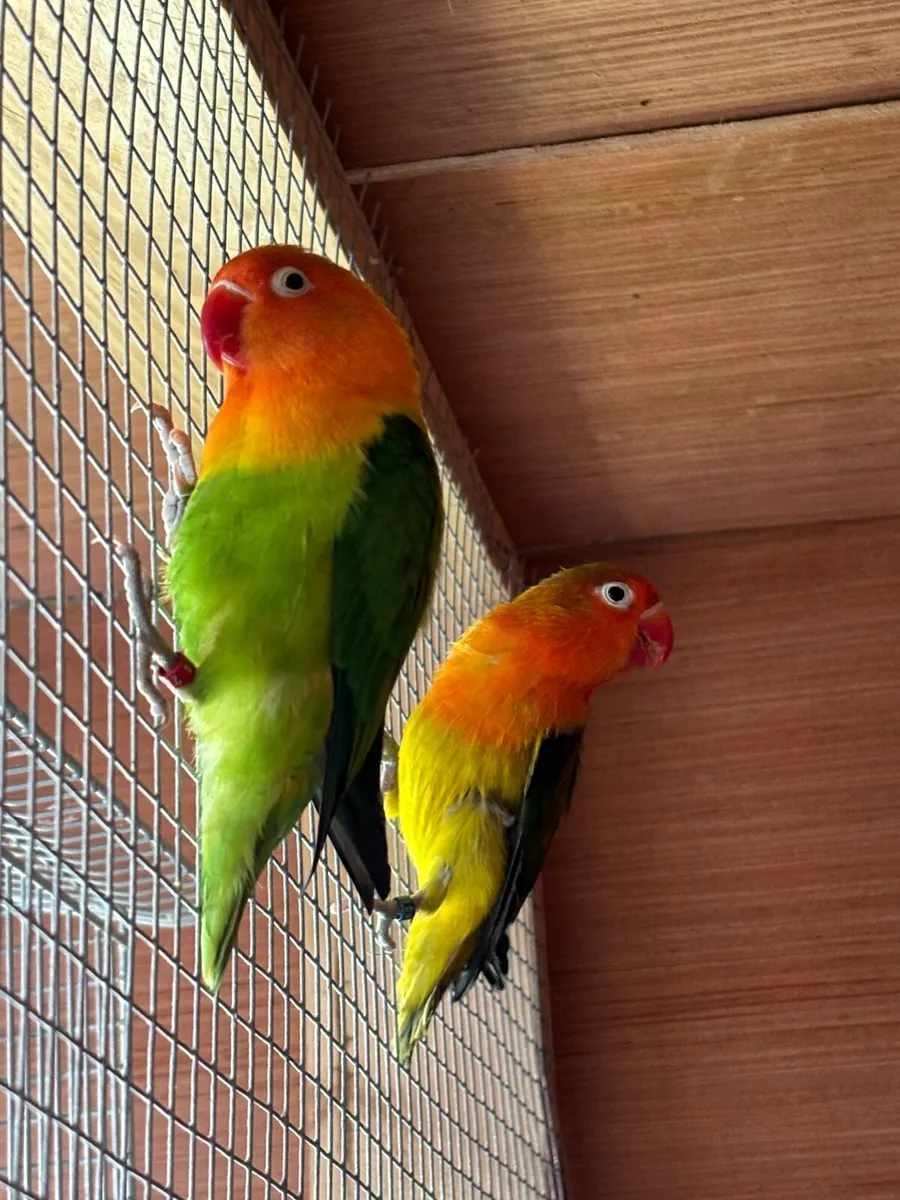 Love Birds and Ducorps Cockatoo - Image 1