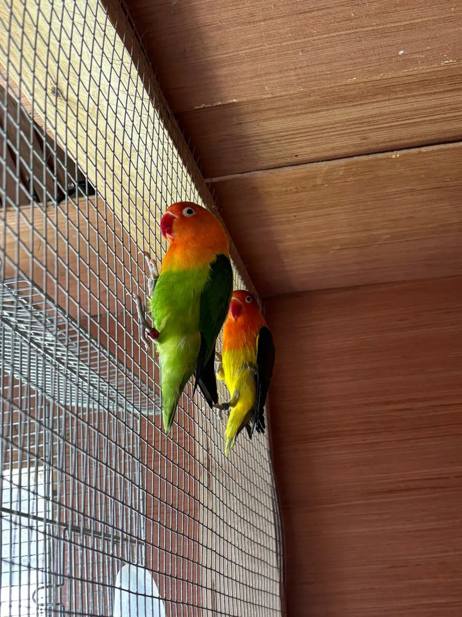 Love Birds and Ducorps Cockatoo - Image 2