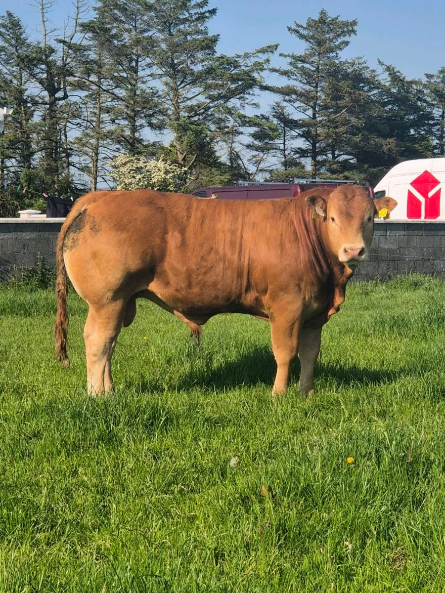 ⭐️Purebred Limousin Bull⭐️ - Image 1