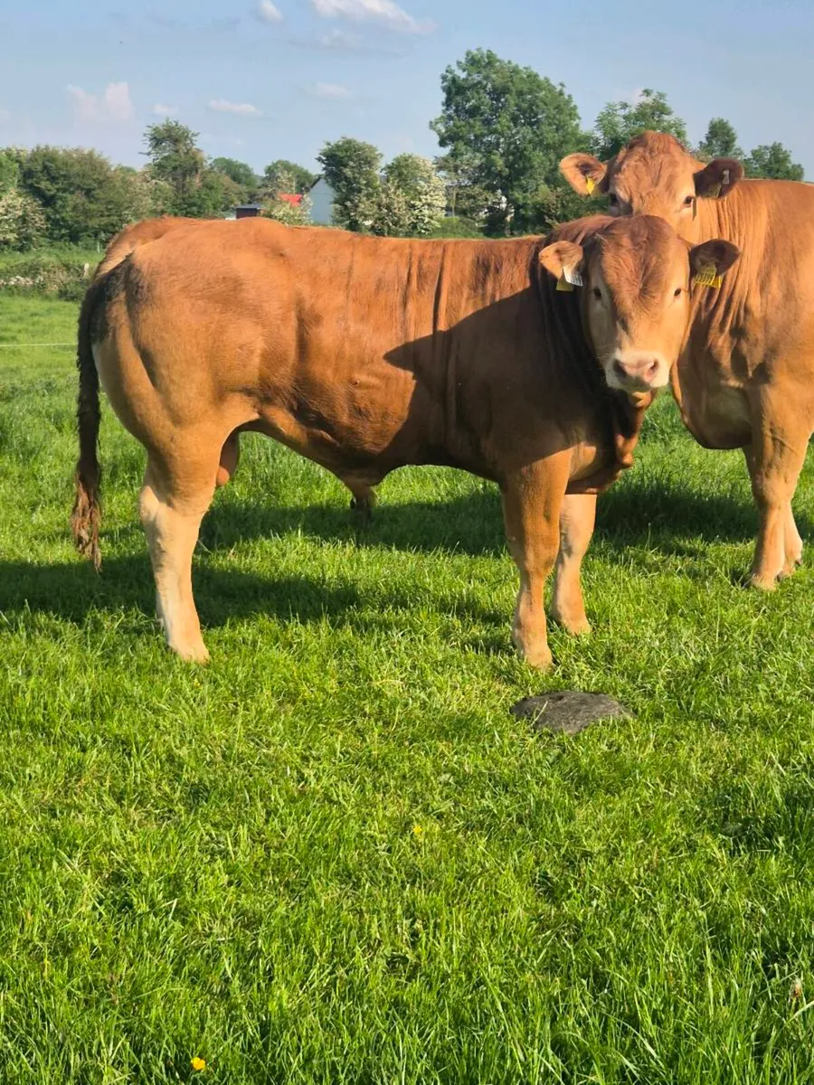 ⭐️Purebred Limousin Bull⭐️ - Image 2