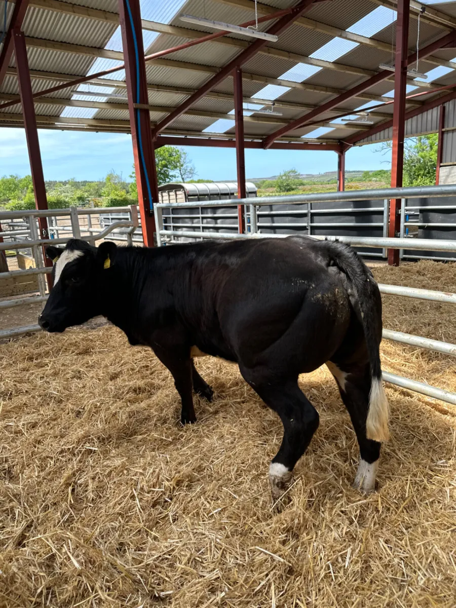 Blue cow maker - Image 4