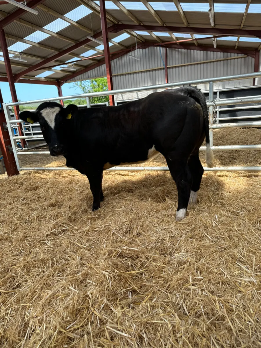 Blue cow maker - Image 2