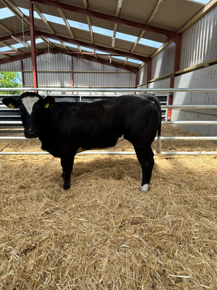 Blue cow maker - Image 1