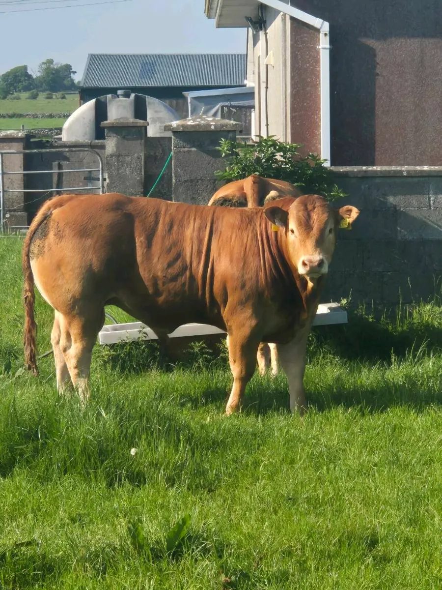 ⭐️Purebred Limousin Bull⭐️ - Image 4