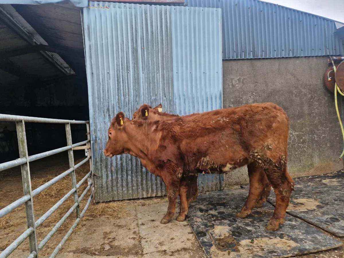 Breeding Heifers 5 star genotype - Image 2