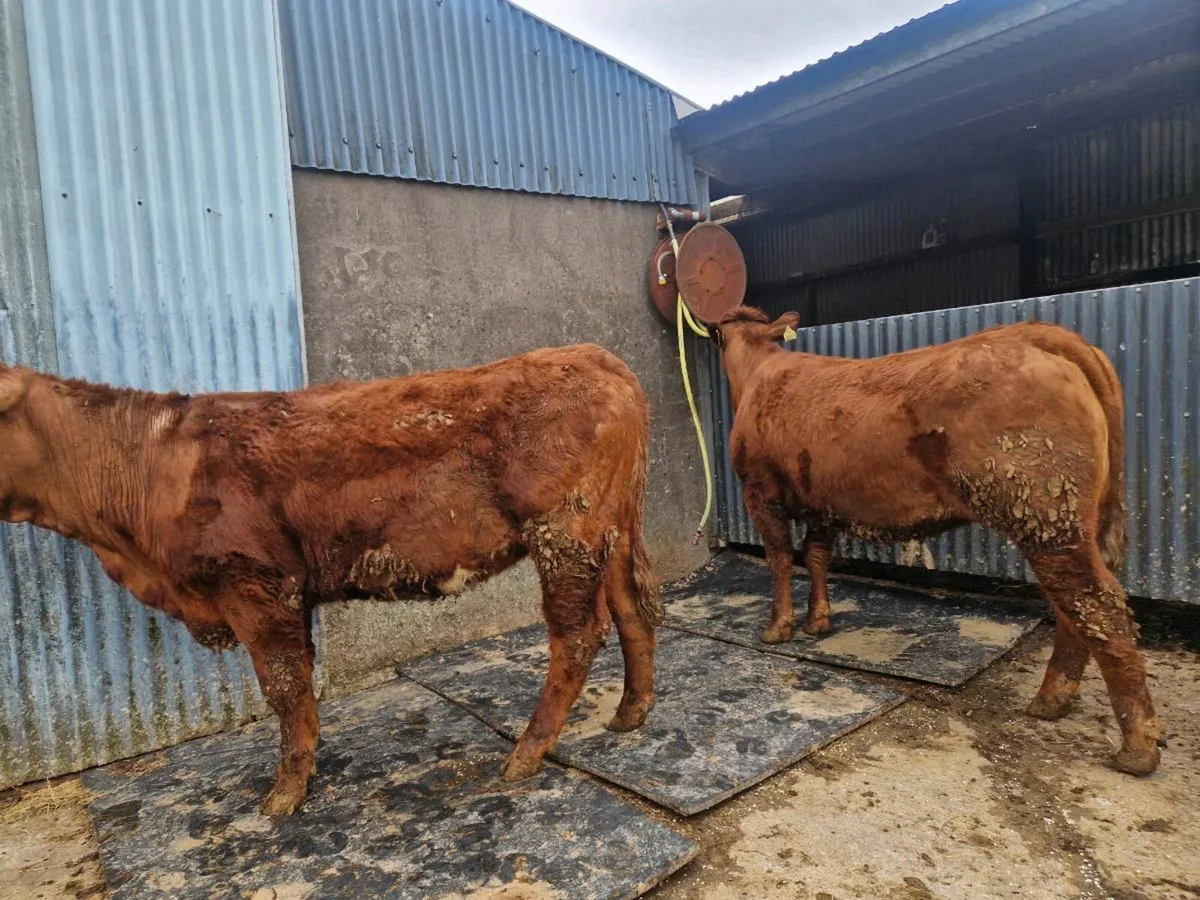 Breeding Heifers 5 star genotype - Image 1