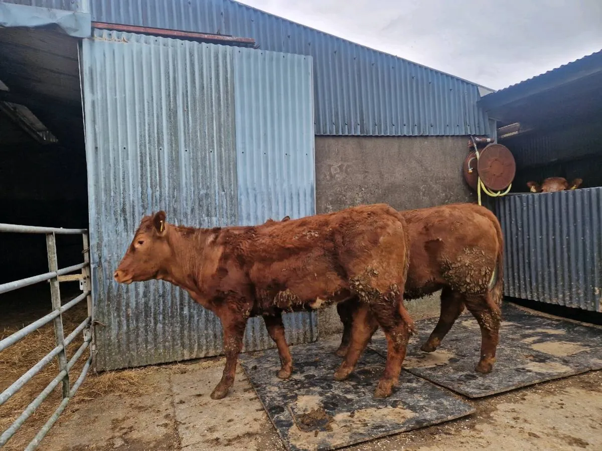 Breeding Heifers 5 star genotype - Image 3