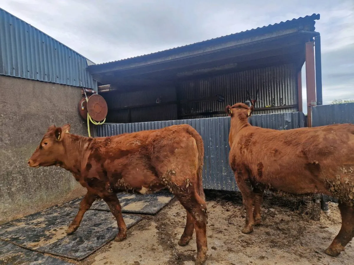 Breeding Heifers 5 star genotype - Image 4