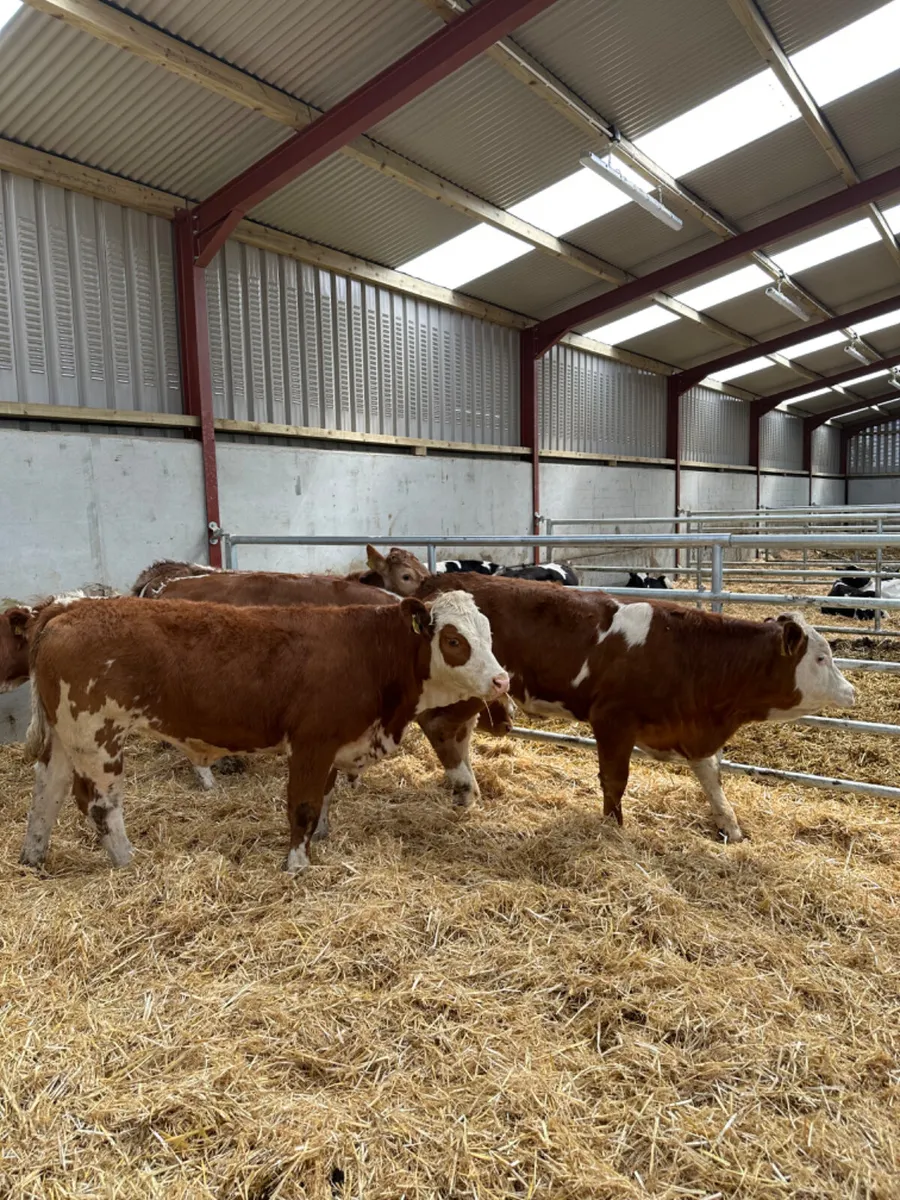 Lim and Simmental heifers - Image 4