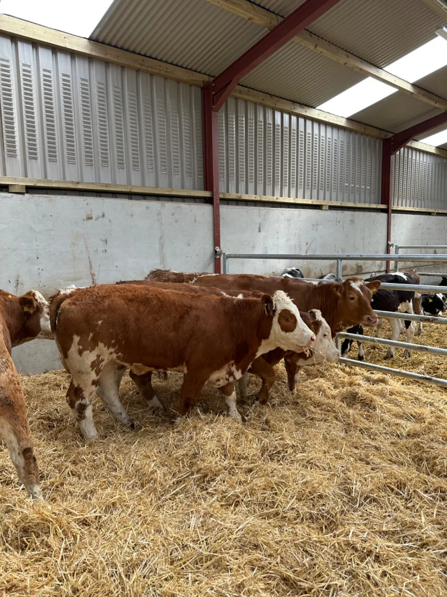Lim and Simmental heifers - Image 1
