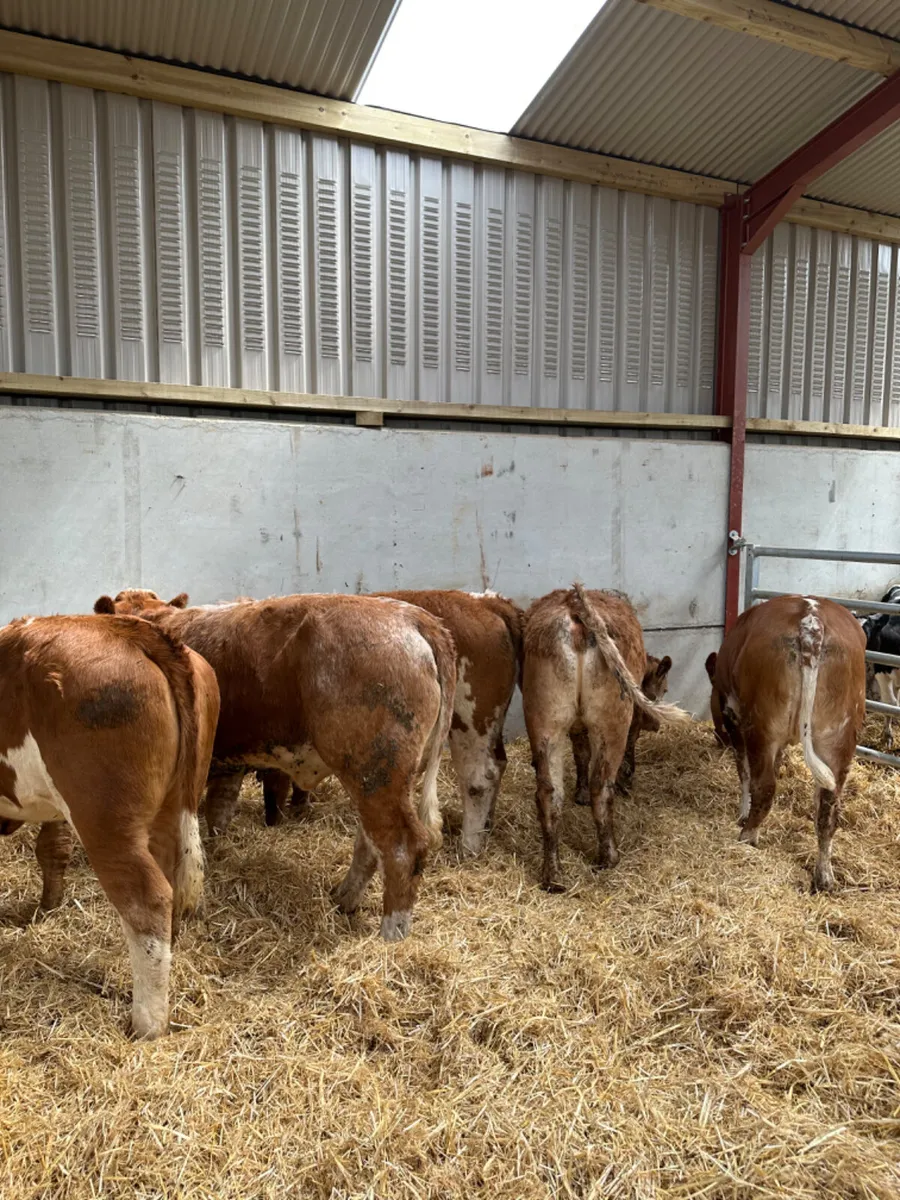Lim and Simmental heifers - Image 2