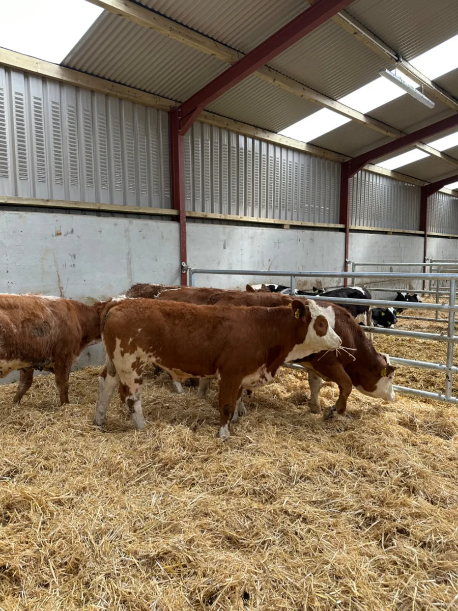 Lim and Simmental heifers - Image 3