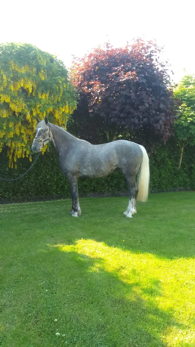 3yr old R.I.D Filly - Image 1