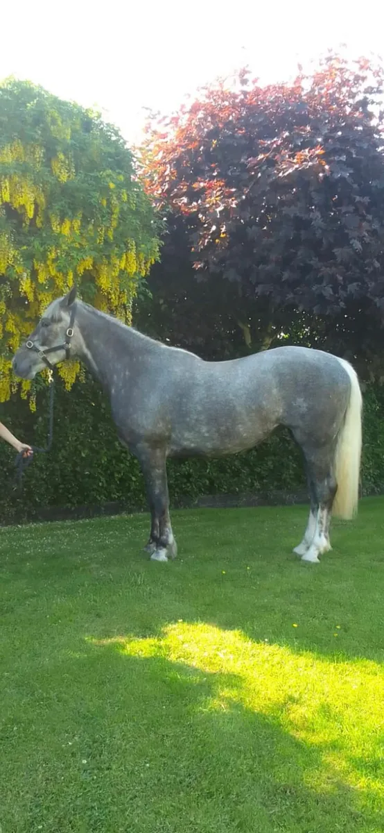 3yr old R.I.D Filly - Image 3