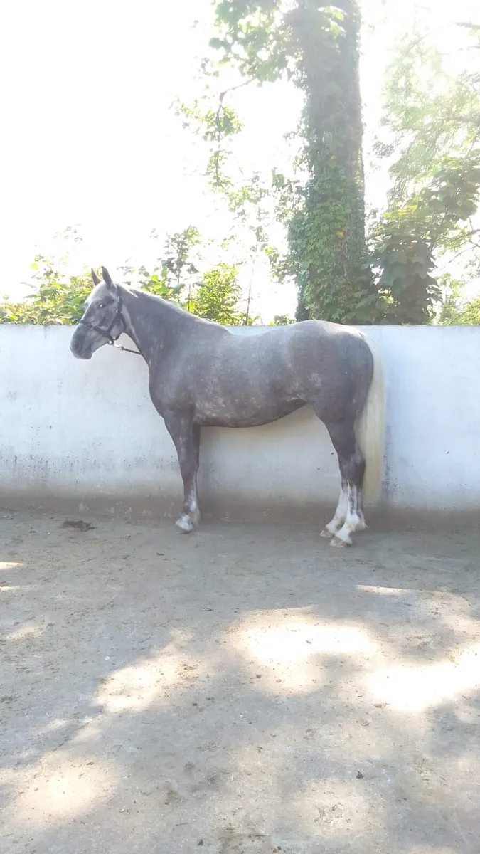 3yr old R.I.D Filly - Image 4