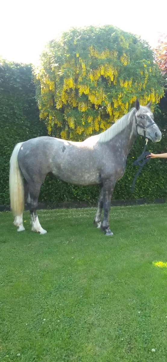 3yr old R.I.D Filly - Image 2