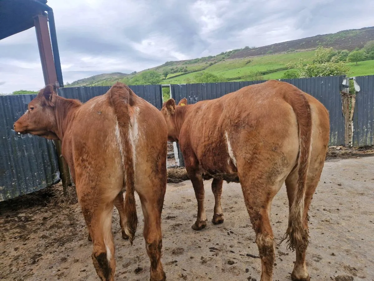 2 Roan Breeding Heifers - Image 3