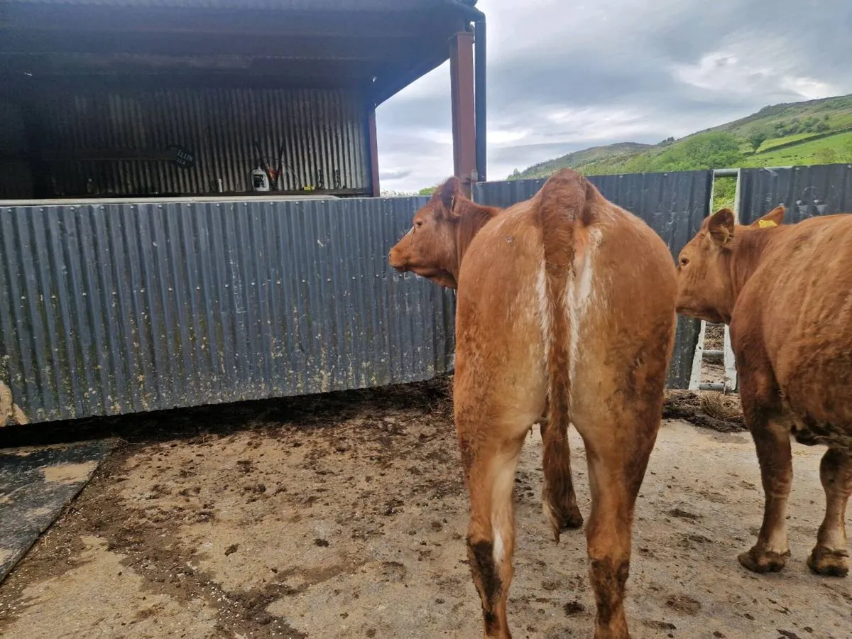 2 Roan Breeding Heifers - Image 4