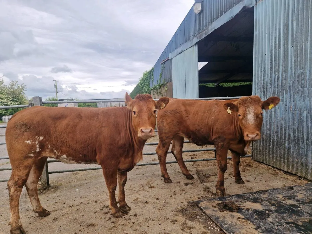 2 Roan Breeding Heifers - Image 1