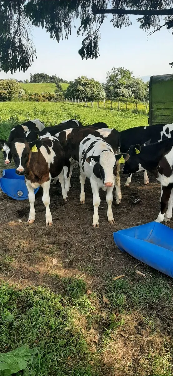 Fr bulls for grass - Image 1